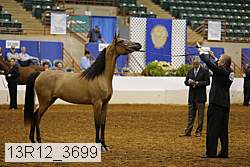 13r12_3699 thumbnail