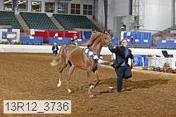 13r12_3736 thumbnail