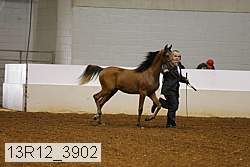 13r12_3902 thumbnail