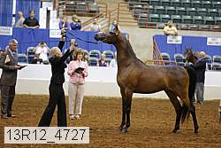 13r12_4727 thumbnail