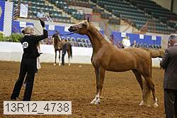 13r12_4738 thumbnail