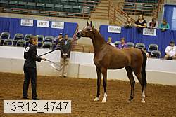 13r12_4747 thumbnail