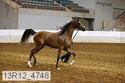 13r12_4748 thumbnail