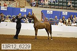 13r12_6229 thumbnail