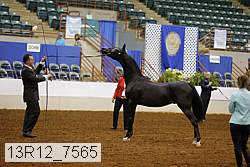 13r12_7565 thumbnail