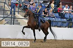 13r14_0829 thumbnail
