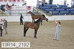 13r14_2192 thumbnail