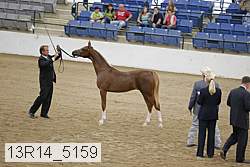 13r14_5159 thumbnail