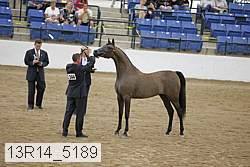 13r14_5189 thumbnail