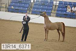 13r14_6371 thumbnail