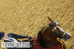 13yn_27239 thumbnail