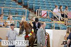 13yn_27336 thumbnail