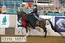 13yn_16571 thumbnail