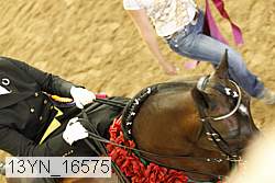 13yn_16575 thumbnail