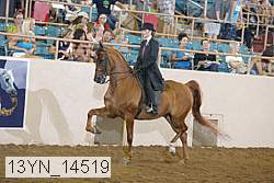 13yn_14519 thumbnail