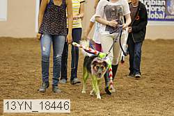 13yn_18446 thumbnail