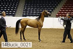 14buck_0021 thumbnail