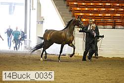 14buck_0035 thumbnail