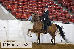14buck_0389 thumbnail