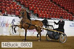 14buck_0802 thumbnail