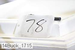 14buck_1715 thumbnail