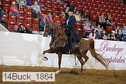 14buck_1864 thumbnail