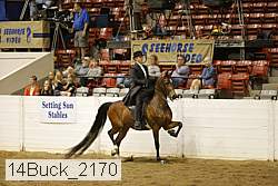 14buck_2170 thumbnail