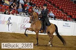 14buck_2365 thumbnail