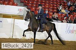 14buck_2429 thumbnail