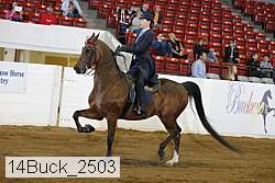 14buck_2503 thumbnail