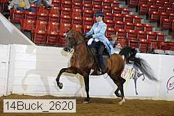 14buck_2620 thumbnail