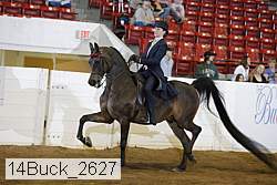 14buck_2627 thumbnail