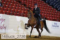 14buck_2736 thumbnail