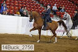 14buck_2756 thumbnail