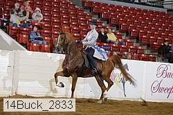 14buck_2833 thumbnail