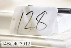 14buck_3012 thumbnail