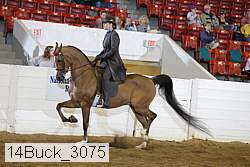 14buck_3075 thumbnail