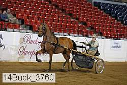 14buck_3760 thumbnail