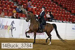 14buck_3784 thumbnail