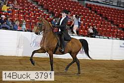 14buck_3791 thumbnail