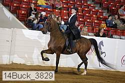 14buck_3829 thumbnail