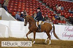 14buck_3962 thumbnail