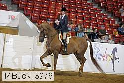 14buck_3976 thumbnail