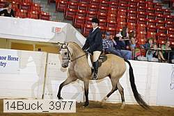 14buck_3977 thumbnail