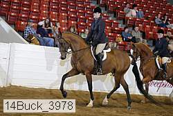 14buck_3978 thumbnail