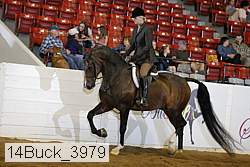 14buck_3979 thumbnail