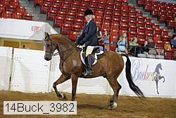 14buck_3982 thumbnail