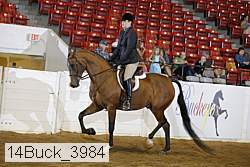 14buck_3984 thumbnail