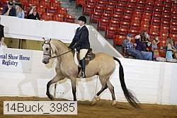 14buck_3985 thumbnail