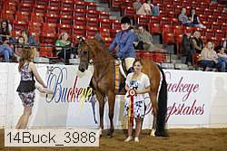 14buck_3986 thumbnail
